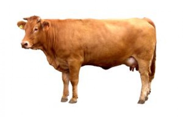 brown-cow-plain-vector_2594460